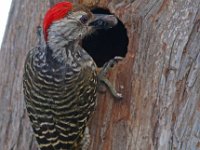 speg voer kleintjies (2)  Karedinaal Speg - Cardinal Woodpecker : frieda